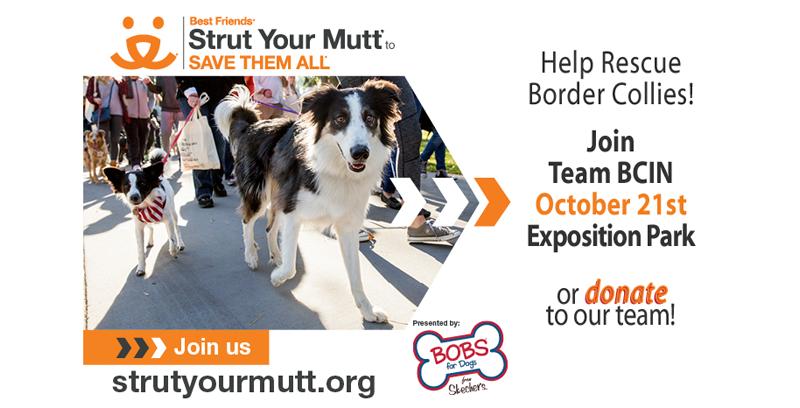 2017 Strut Your Mutt is Coming!