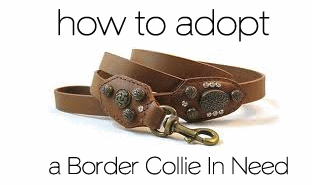 How to adopt from BCIN