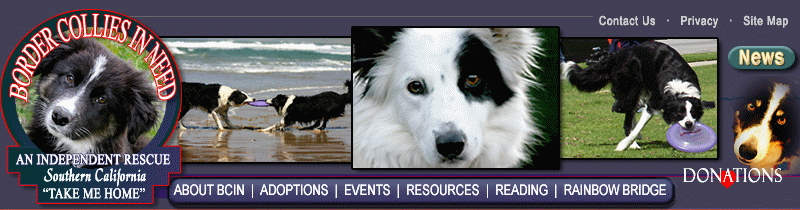 Border Collies In Need