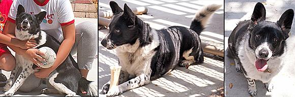 Hoku