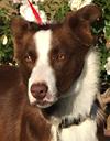 Alfie