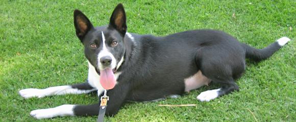 Small Dog Rescue Southern California Small Dog Rescue Southern California