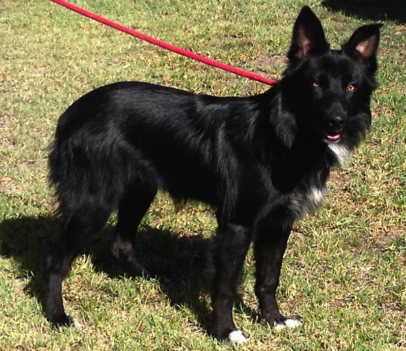 all black border collie puppy