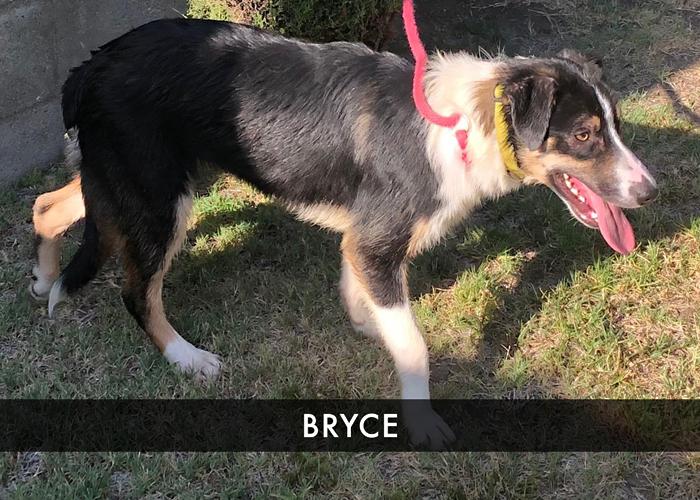 Bryce