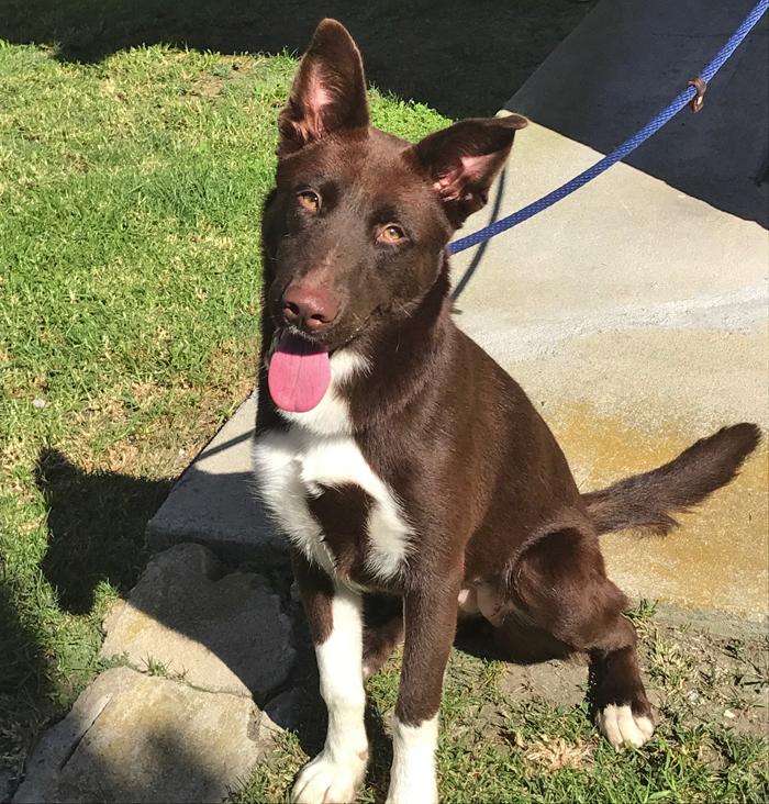 Border Collies In Need of Adoption in Southern California