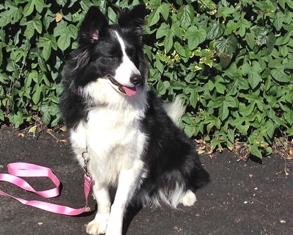 border collie puppies california border collie california breeds picture border collie puppies california border collie california breeds picture