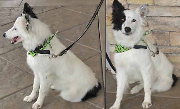 border collie mostly white