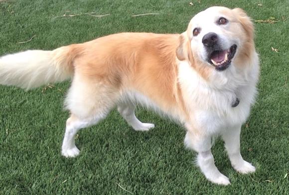 border collies in need of adoption in southern california
