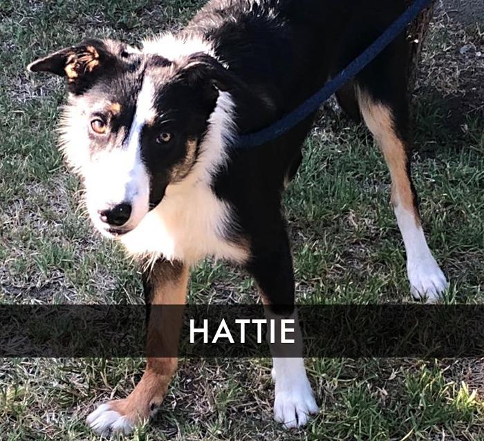 Hattie