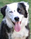 Humperdink