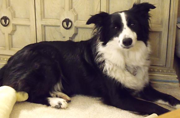 border collies in need