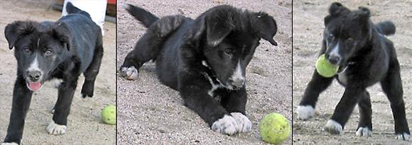 Juno