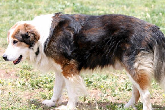 Aspirins That Are Good For Dogs Aspirins That Are Good For Dogs