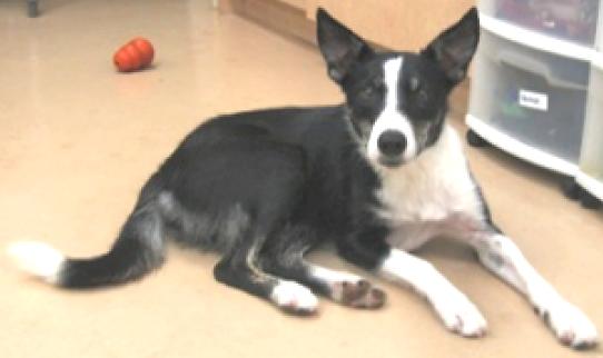 Border Collies In Need Of Adoption In Southern California