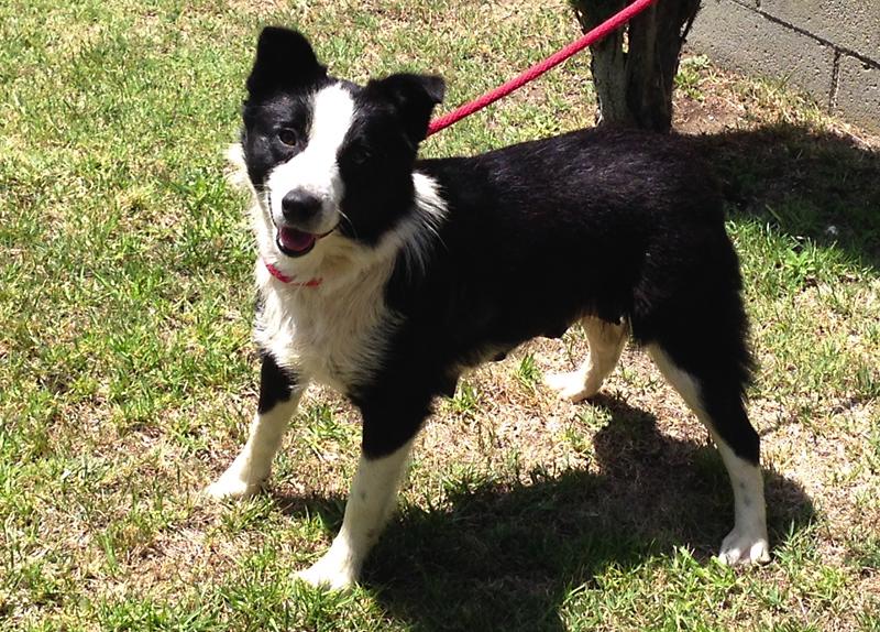 Border Collies In Need of Adoption in Southern California