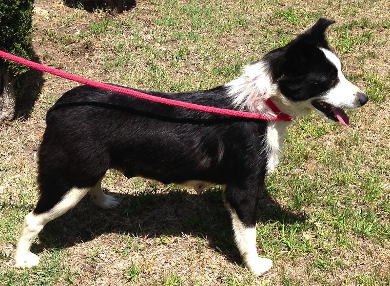 Border Collies In Need of Adoption in Southern California