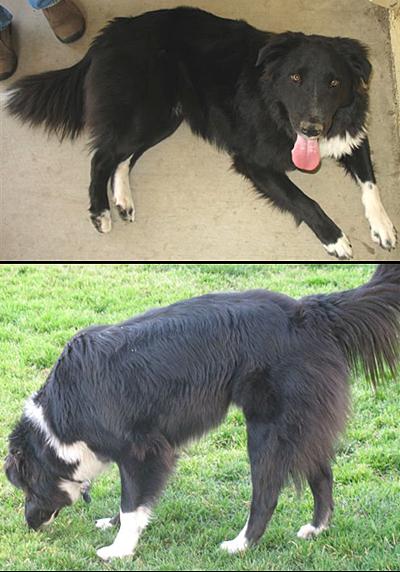 border collie guarding behavior