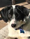 Rosco