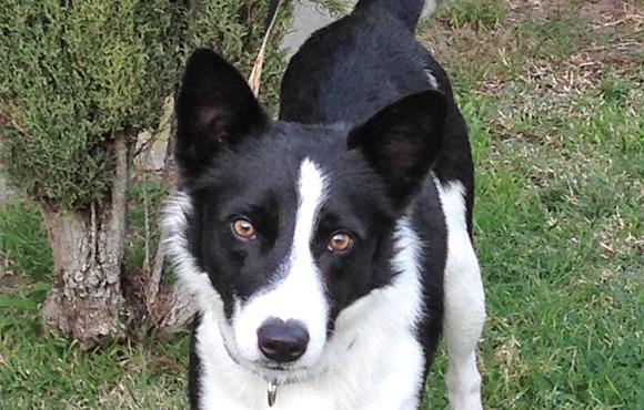 border collie puppies for adoption border collie rescue california myideasbedroom border collie puppies for adoption border collie rescue california myideasbedroom