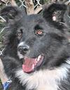 Shelby