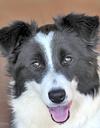 Stella