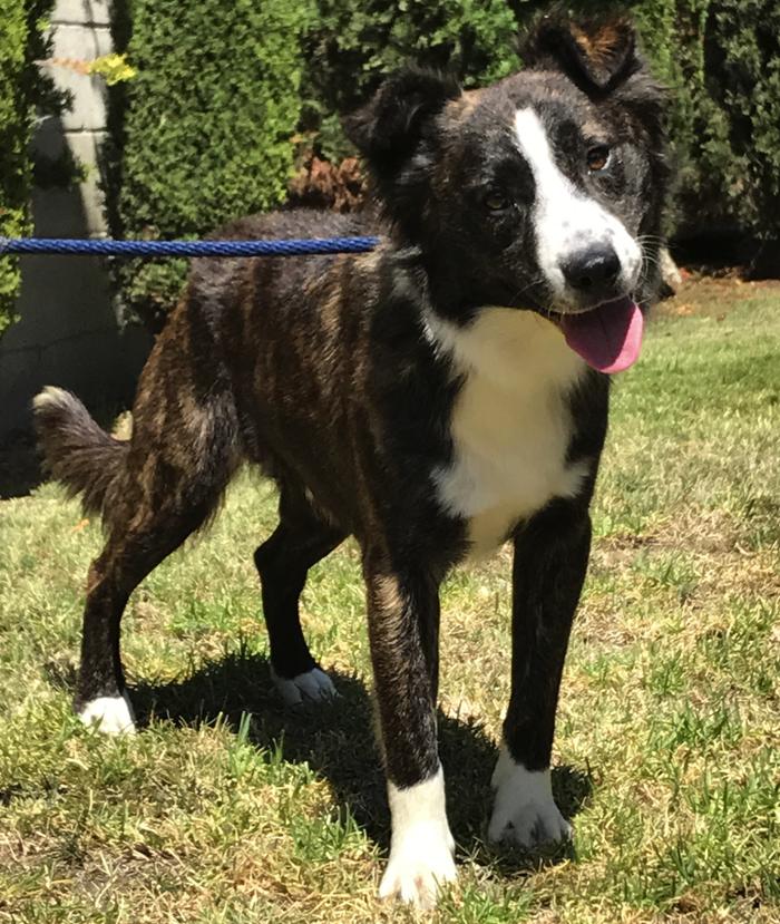 Border Collies In Need Of Adoption In Southern California