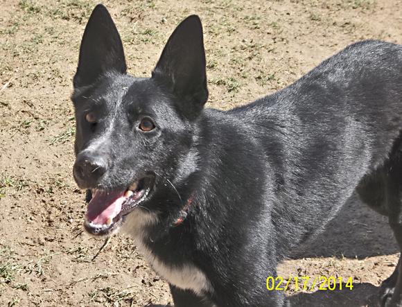 border collie malinois mix