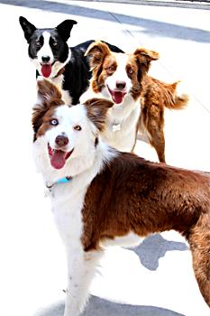 rescue border collies near me