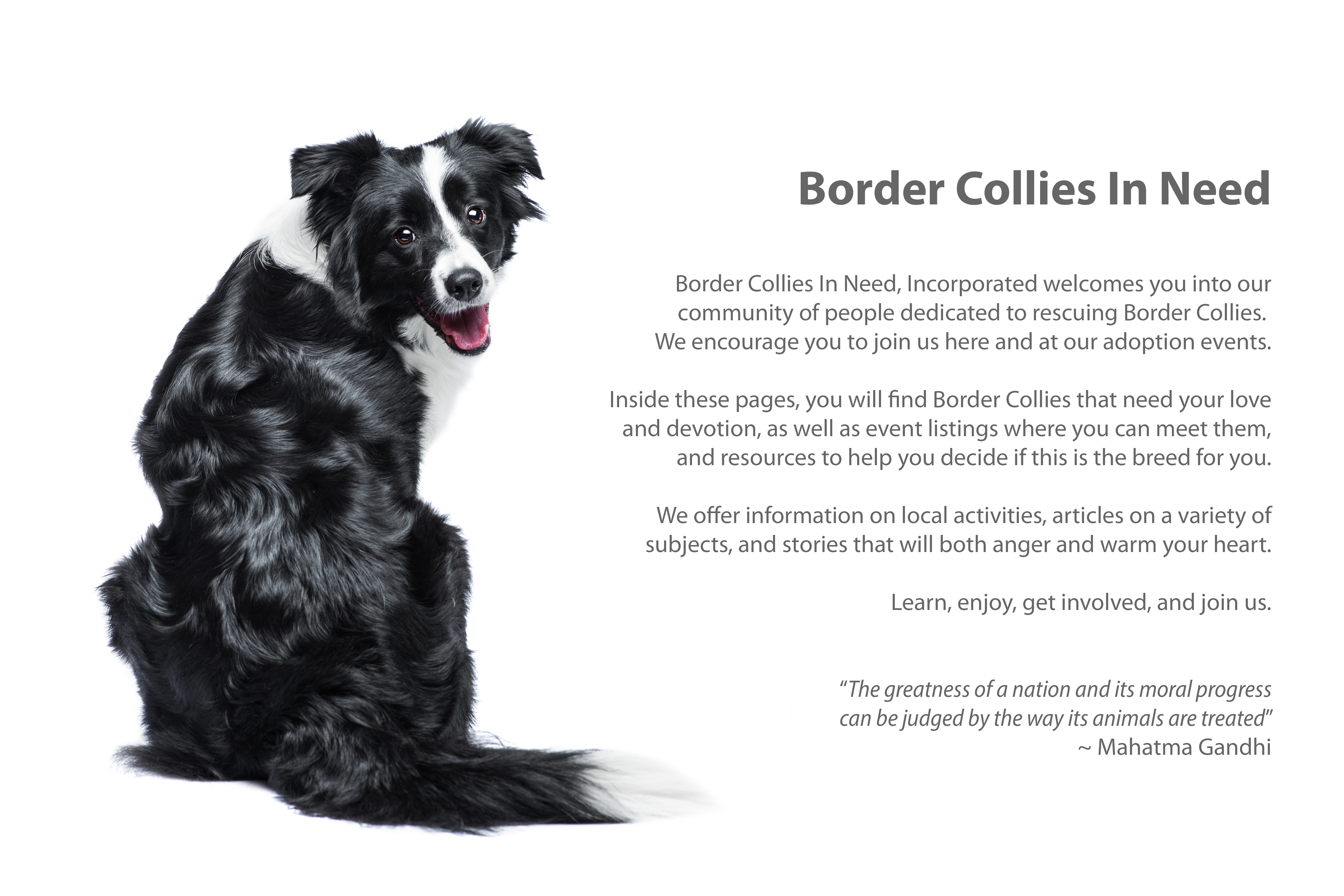 adopt border collie near me