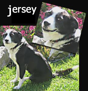 Jersey