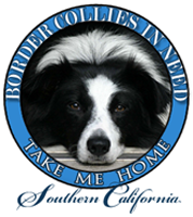 Border Collies In Need