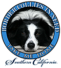 Border Collies In Need