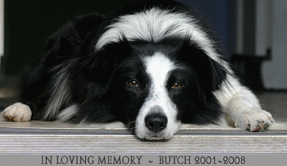 Border Collies In Need Border Collies Rescue And Adoption