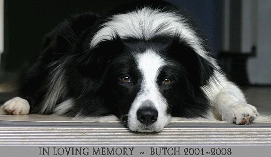 All Border Collie Rescue, Border Collie Rescue