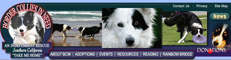 Border Collies In Need