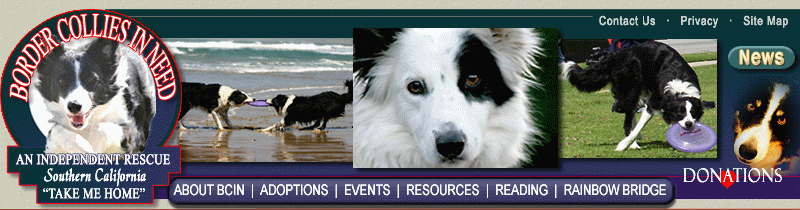 Border Collies In Need