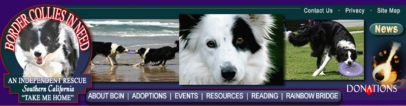 Border Collies In Need