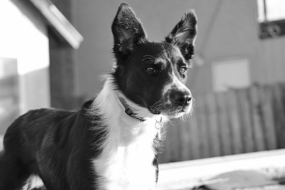 Casey
