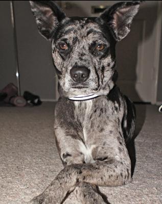 Catahoula leopard shop border collie mix