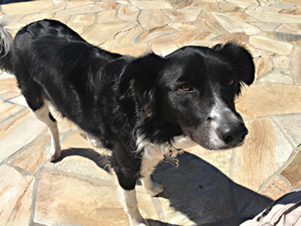 Zena