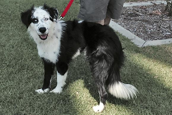 Border collie mix for sales adoption