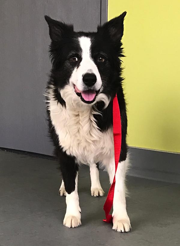 Border Collies In Need of Adoption in Southern California