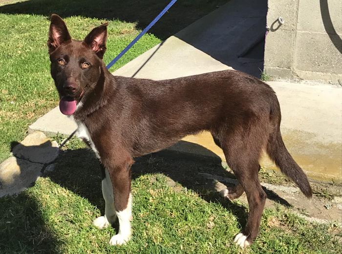 Red smooth coat border collie cheap