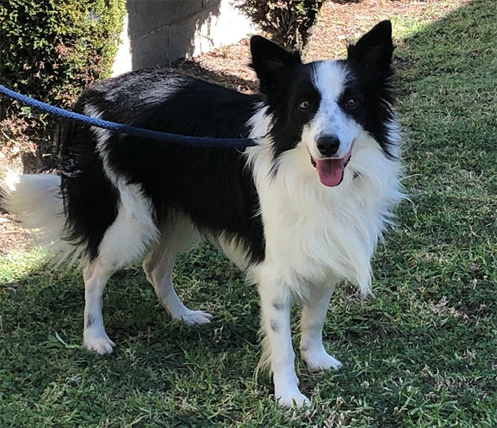 Border Collie Rescue and Adoption from Border Collies In