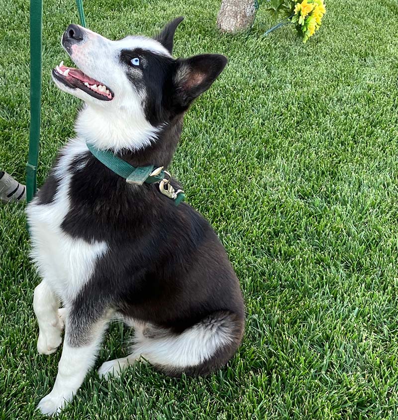 Heidi