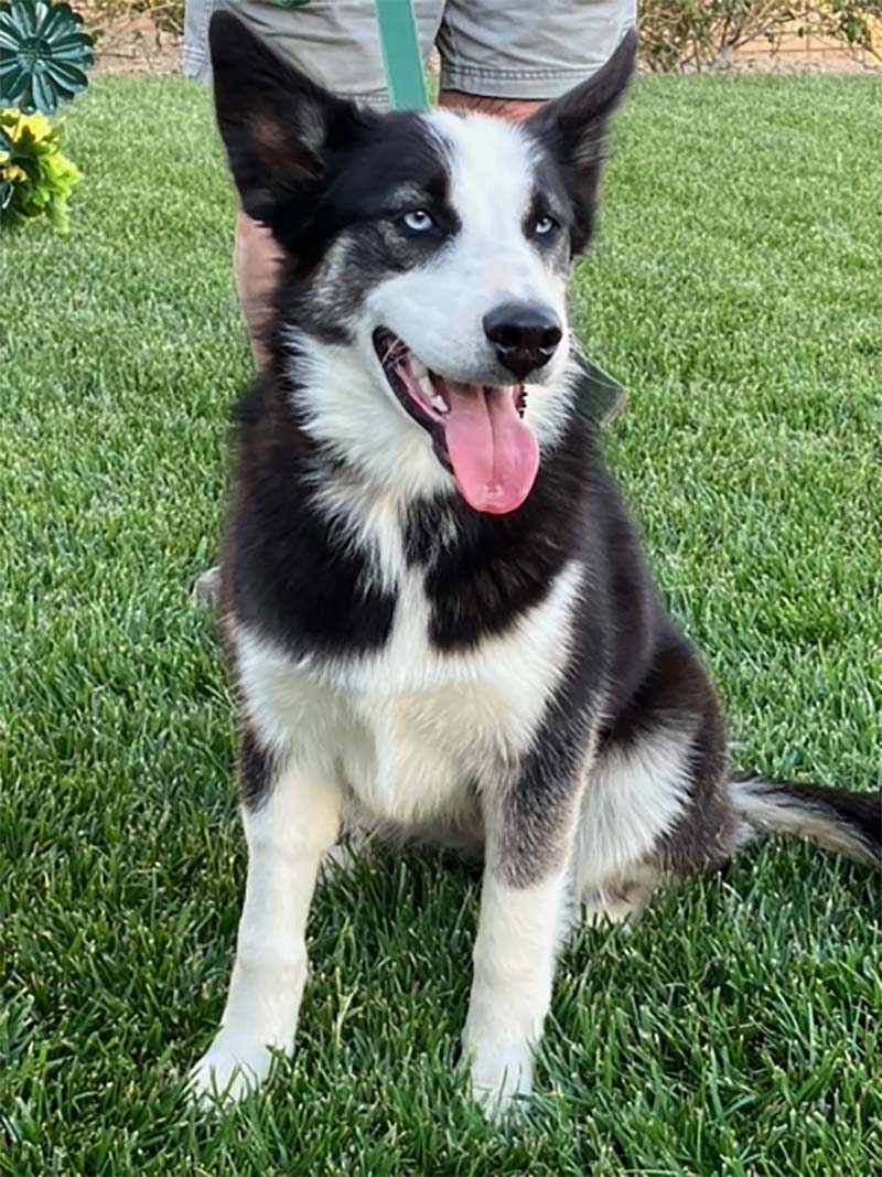 Heidi
