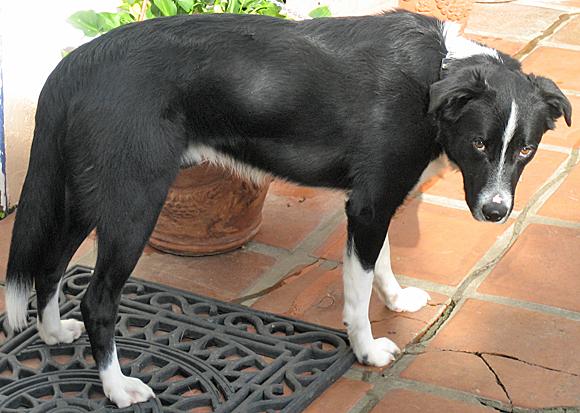 Jaxx