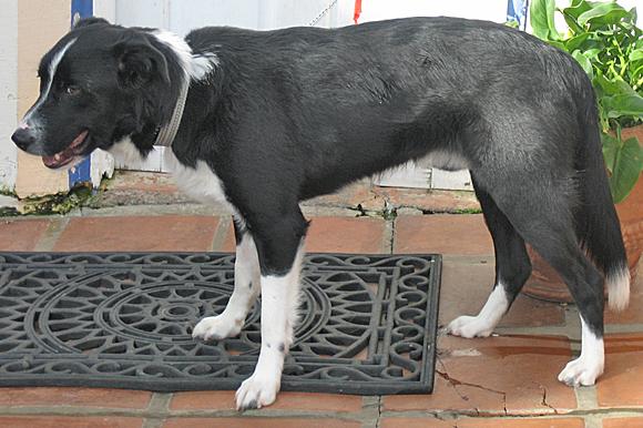 Jaxx