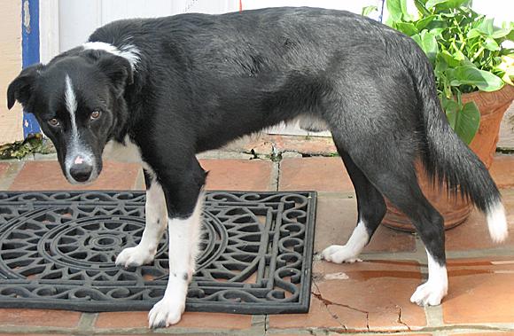 Jaxx