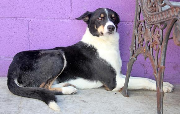 Border Collies In Need of Adoption in Southern California